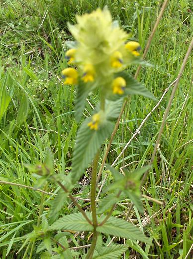 Rhinanthus alectorolophus (Scop.) Pollich
